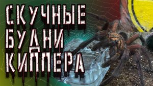 повседневная жизнь террариумиста. БУДНИ АРАХНОКИППЕРА