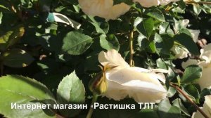 РОЗА ТРАНКВИЛИТИ  ДЭВИДА ОСТИНА.  Rosa Tranquillity.
