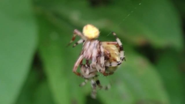 Four-spotted Orb Spider Araneus quadratus male attempting to mate with female but gets eaten. смотреть онлайн