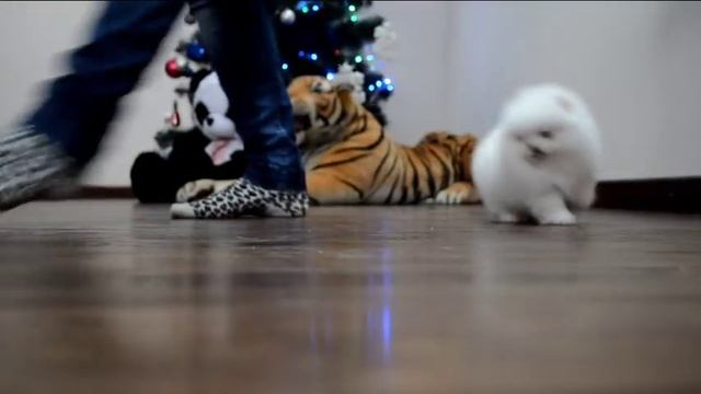 White puppy Pomeranian. www.elitdog.com Белый щенок померанского шпица. смотреть онлайн