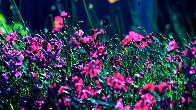 african violet flowers | violet flowers in the philippines | violet flowers смотреть онлайн