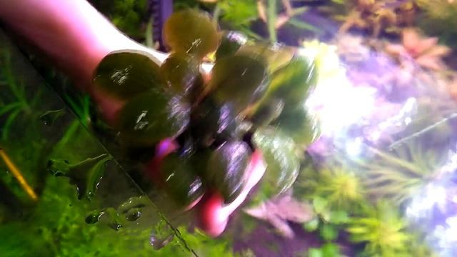 ОБЗОР ЛОБЕЛИЯ ПУРПУРНАЯ МИНИ. СОДЕРЖАНИЕ И УХОД смотреть онлайн