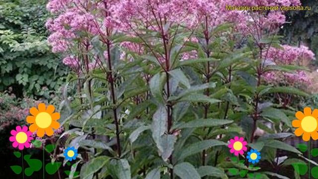 Посконник гибридный Атропурпериум. Краткий обзор, описание характеристик eupatorium Atropurpureum смотреть онлайн