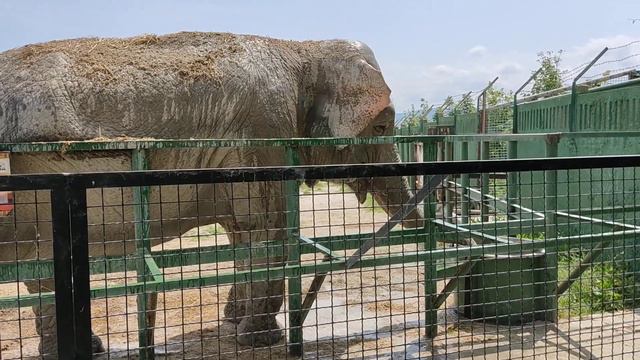 Слониха принимает душ в парке Тайган. смотреть онлайн