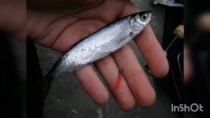 Как ловить уклейку на поплавочную удочку. Где, как и  на что?