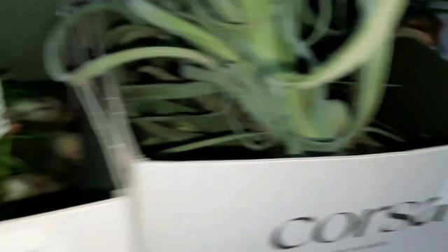 ОРХИДЕИ ВАНДЫ В "РОСТКЕ"//03.11.23// смотреть онлайн