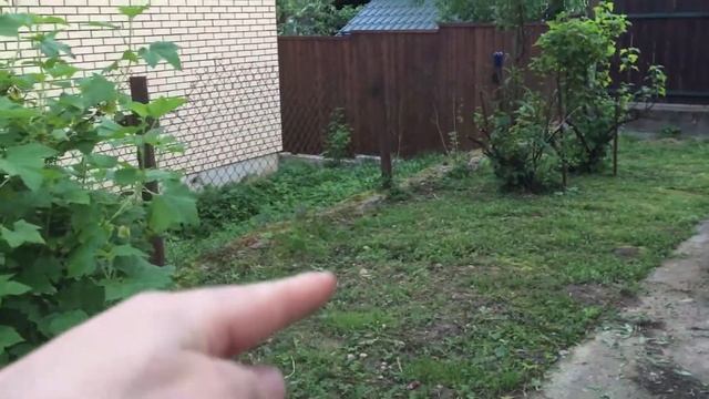 Когда пересаживать канадскую ель Коника? Мой личный удачный опыт. смотреть онлайн