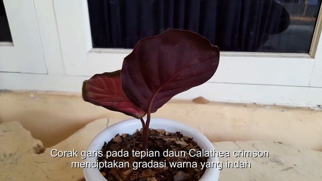Calathea Crimson смотреть онлайн