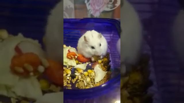 Что ест мой хомячок смотреть онлайн