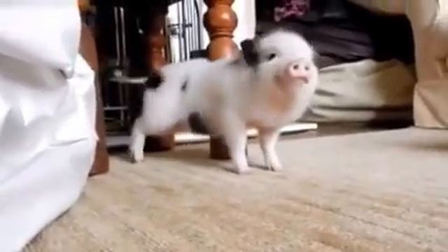 Свиньи тоже танцуют восточный танец смотреть онлайн