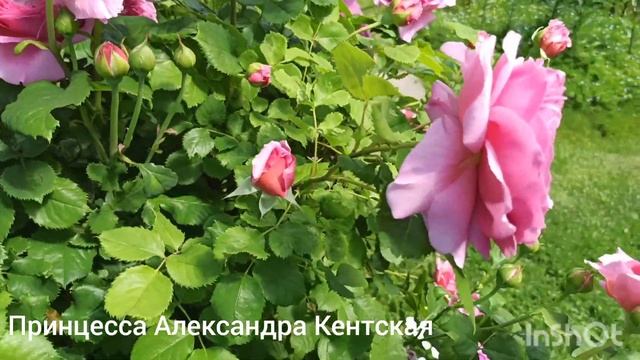 Английские и немецкие розы: Королева Швеции, Паулс Скарлетт, Абрахам дерби, Бенджамин Бриттен и т д смотреть онлайн