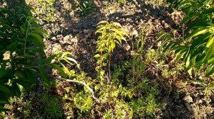 Сравнение подвоев вва 1, Кубань 86, Эврика 99, Весеннее Пламя