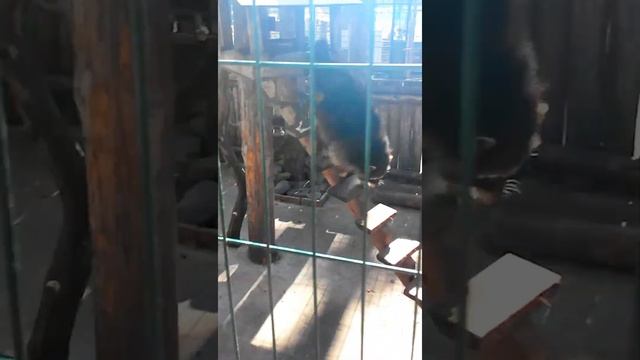 Милые еноты в зоопарке Абзаково смотреть онлайн