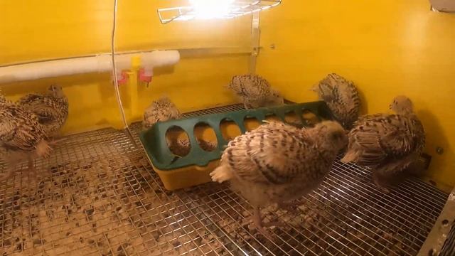 #ПЕРЕПЕЛ ФЕНИКС ВЕС ПТЕНЦА В 12 - 13 ДНЕЙ#ПТИЦА ФЕНИКС ПЕРЕПЁЛКА#ПТЕНЦЫ ПЕРЕПЕЛЯТА#МАРИМИСТИК ХОББИ смотреть онлайн