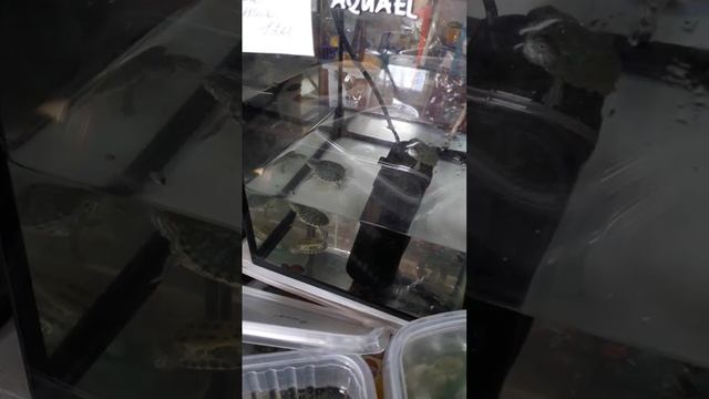 Красноухая черепаха или Желтобрюхая — вид черепах из семейства американских пресноводных черепах смотреть онлайн