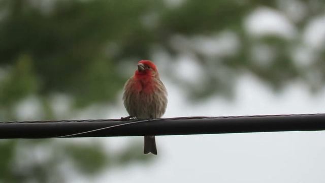 Bird Chat "Online" смотреть онлайн