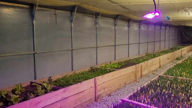 Лук на перо зимой в теплице. Подкармливаем лук. смотреть онлайн