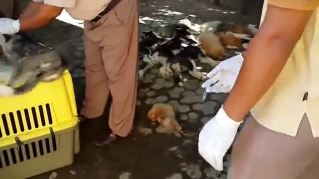 Опыт эвтаназии домашних и безнадзорных животных в ряде зарубежных стран смотреть онлайн