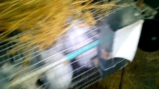 Вес крольчат в 2 месяца смотреть онлайн