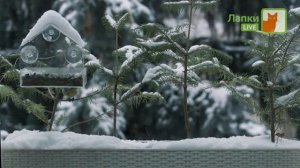 Безращмерка и другое промо телеканала «Лапки Live»