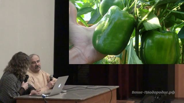 Выращивание баклажанов и перцев смотреть онлайн