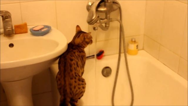 Бенгальские кошки . Питомник "Jaguar Jungle" смотреть онлайн