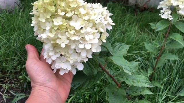 🌺Метельчатая гортензия!🌺Обзор покупок! смотреть онлайн