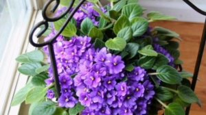 Топ 7 советов о уходе за фиалками!!!