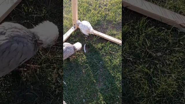 Голландская белохохлая. смотреть онлайн