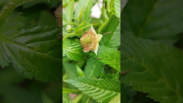 "Сад на крыше". Земляничная малина: образовались ягоды, есть шанс попробовать! смотреть онлайн