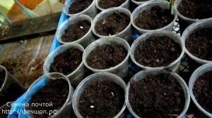 Выращиваем крепкую рассаду огурцо