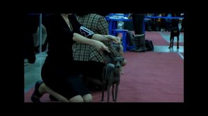 Левретки на выставке "Евразия1"-2012(24.03. 2012г.). ринг сук