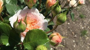 Роза Эмили Бронте ( Emily Bronte ). Английская роза Девида Остина.