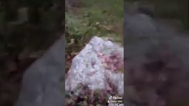 Горностай белый. Редкость в дикой природе. смотреть онлайн