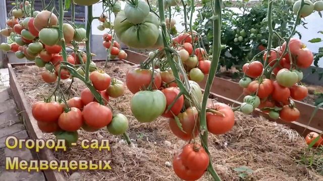 Как росли томаты в теплицах под пленкой и поликарбонатом. Сравнительный анализ смотреть онлайн