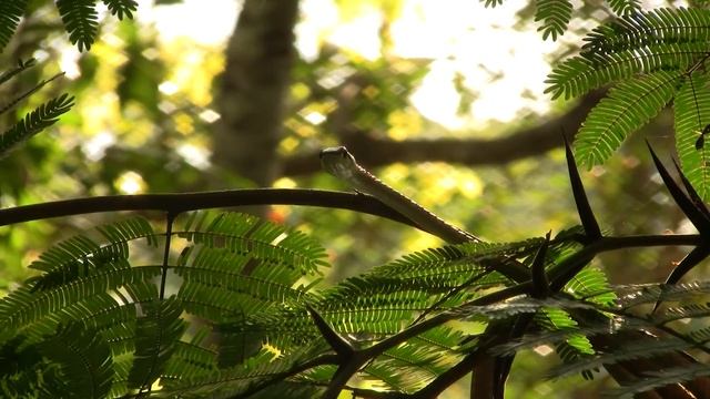 Green-Headed-Tree-Snake; Belize. Зеленоголовая древесная змея (2254sp) смотреть онлайн