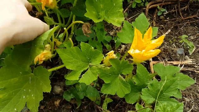 Первый урожай КАРТОФЕЛЯ на ДИКОМ ОГОРОДЕ. Что еще растёт? Обзор ОГОРОДА на стройке, 2 августа 2020 смотреть онлайн