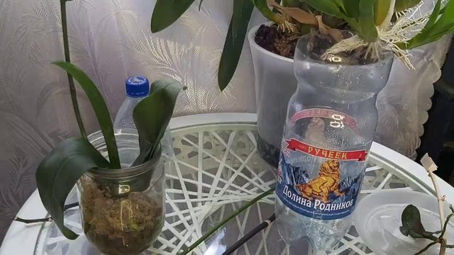 Самое время Размножать ОРХИДЕИ ДОМА, Легко и ПРОСТО несколько способов и из ОДНОЙ получиться МНОГО смотреть онлайн