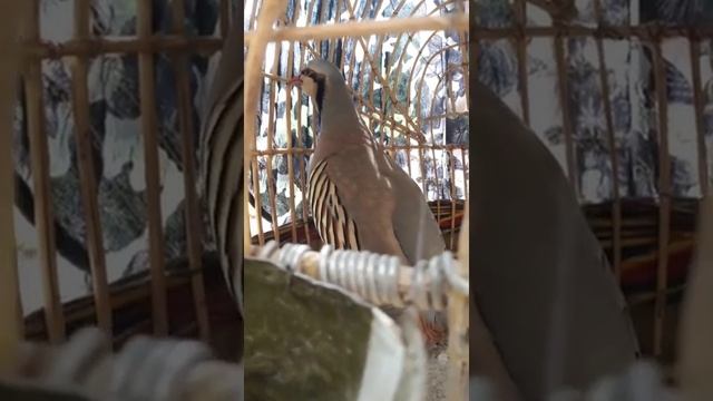 Овози кабки маст голос КУРАПАТКА смотреть онлайн