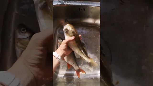 Рыбалка на Оке. Серпухов. Поймал язь судака. Коптим язя и судака. смотреть онлайн