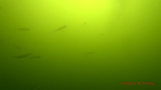 Онлайн рыбалка подводные съемки Пачехеза писуч смотреть онлайн