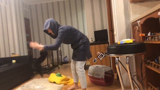 Домашний Соболь Бадди, когтистые игры! смотреть онлайн