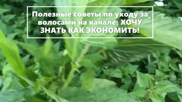 ПОЧЕМУ Я ВЫРАЩИВАЮ КРАПИВУ? смотреть онлайн
