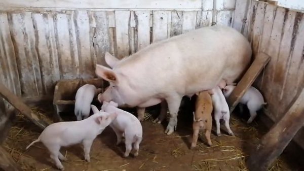 Продажа поросят.