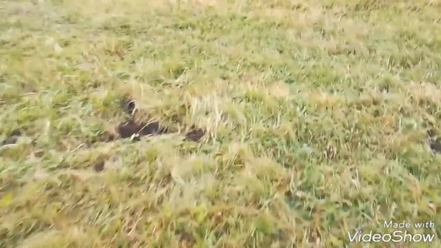 Опять 1040кг металла накопал!!!! смотреть онлайн