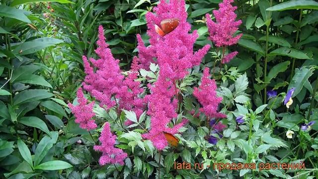 Астильба японская Элизабет ван Вин ? обзор: как сажать, рассада, саженцы астильбы Элизабет ван Вин смотреть онлайн