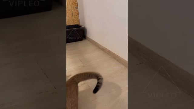 Caracat & Каракет