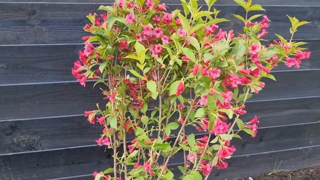 Roze bloeiende Weigelia struik - Weigela 'Bristol Ruby' смотреть онлайн