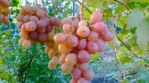 Виноград Гурман ранний Крайнова в условиях Средней полосы.