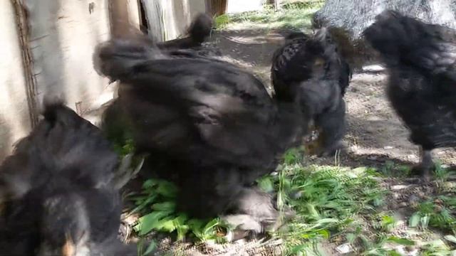 КОХИНХИНЫ порода кур видео